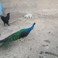 طاووس نر