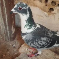 کفتر