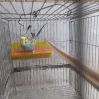 معاوضه مرغ عشق نر با یک جفت فنچ