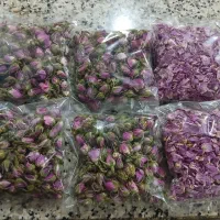 گل محمدی تازه و خوش عطر