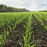 ۵۰ راس میش  جوان موعودی ایخوم