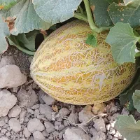 قندک|خوردنی و آشامیدنی|هیرمند, |دیوار