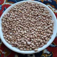لوبیا چیتی درجه یک و خوش پخت