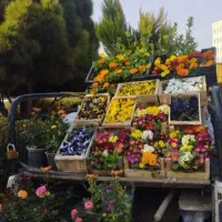 کلیه خدمات باغبانی و سمپاشی وتیلرزنی در سراسر مشهد