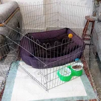 لوازم اولیه پت