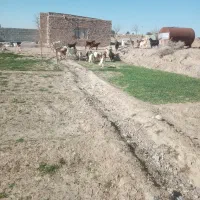 بززاییده|حیوانات مزرعه|بیرجند, |دیوار