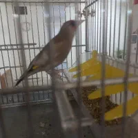 سهره نر دورگ