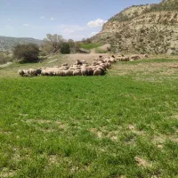 چوپان