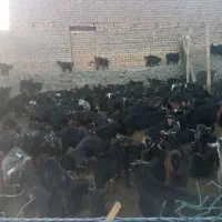 150راس بزغاله 4 ماهه بومی فردو