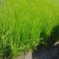 کندن بذر شالی