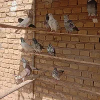 کبوتر