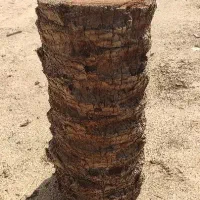 صندلی چوبی|صندلی و نیمکت|طبس, |دیوار