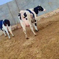 تلیسه شکم اول با گوساله نر سیمینتال