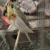 یک جفت عروس هلندی مولد