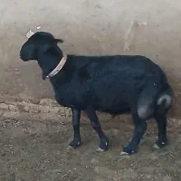 قوچ قره قزل