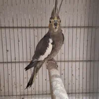 عروس هلندی ماده