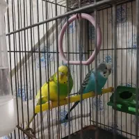 یک جفت مرغ عشق