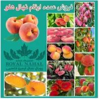 فروش عمده ارقام نهال هلو