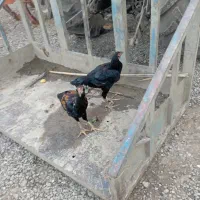 خروس محلی جوجه