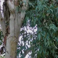 فروش درخت اکالیپتوس(بید)