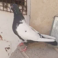 نر سرته سیاه