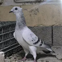 ۴عدد ماده ب ضمانت تخم