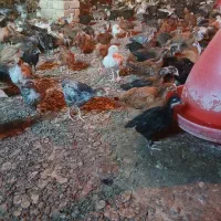 دورگه گلپایگانی جوجه