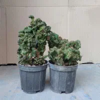کاکتوس و آگاو