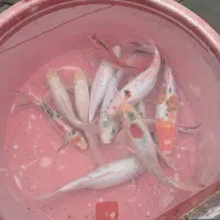 فروش ماهی کوی مناسب برکه و آبنما