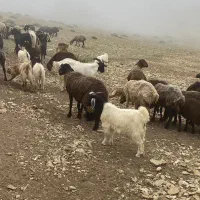 فروش شیر گوسفندی