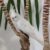 عروس هلندی آلبینو