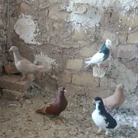 کبوتر پرشی