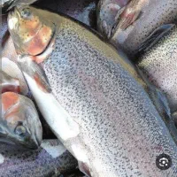 ماهی کفور طلایی