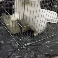 خرگوش سلامت