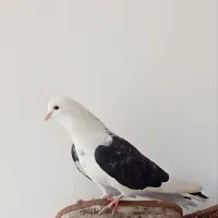 کفتر پشت دار