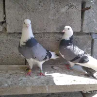 جفت کبوتر شازده سبز