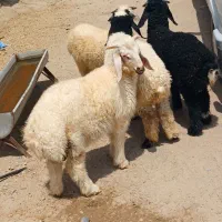 بره نر مخصوص پروار