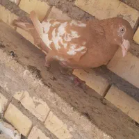 ماده مینیملز