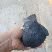 فروش یکجا 13 کبوتر سالم و سرحال