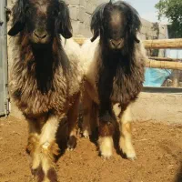 بره قوچ درجه یک بختیاری اصل کله زنگ