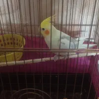 عروس هلندی سخن گو