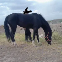 اسب
