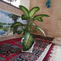 گل دیفن