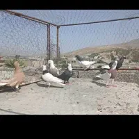 شهری بهبهونی