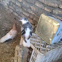 ساده کاکلی مگسی و صندل
