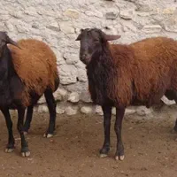 میش گوسفند بزغاله چاق چاق