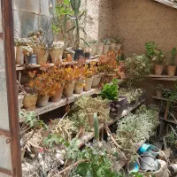 گل کاکتوس
