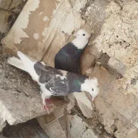 5عدد کفتر شازده و...