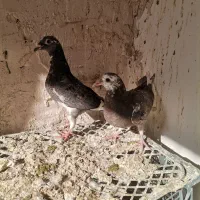 قره دم سفید