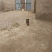 توله نرگرگی